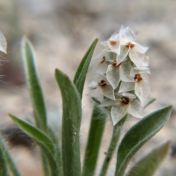Plantago helleri