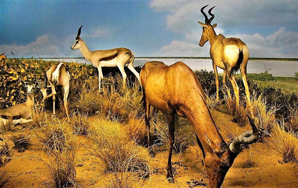卡拉哈迪大羚羊國家公園