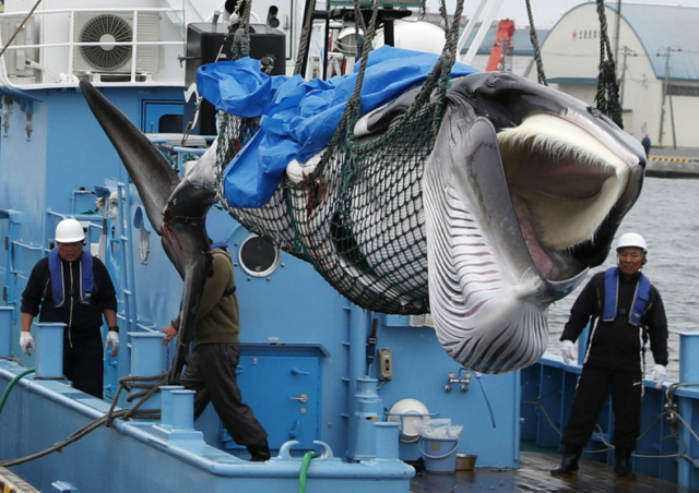 日本捕鯨業