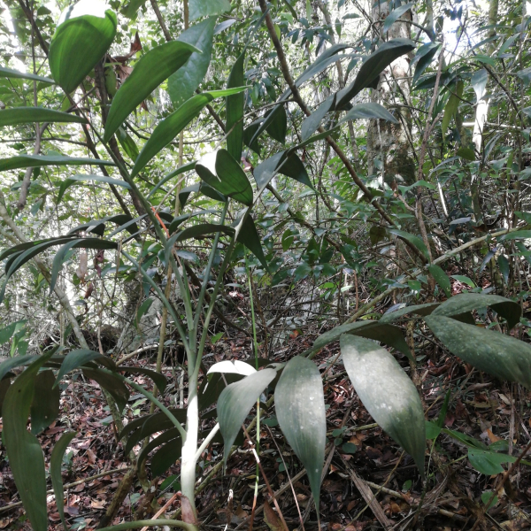 坎棕一種