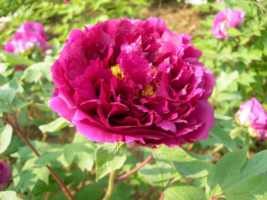 朝衣(芍藥屬栽培品種) 朝衣(芍藥屬栽培品種)