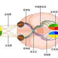 視路病變 視路病變