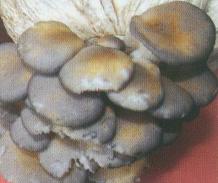 黃斑蘑菇