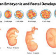 胚胎時期(胚胎期)