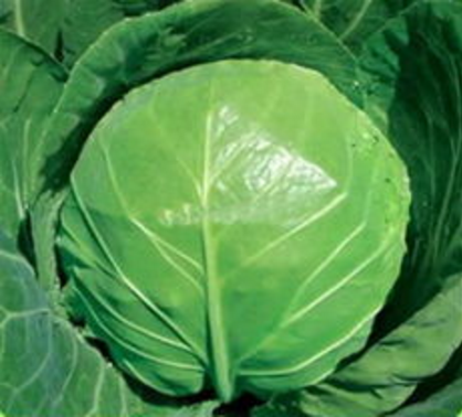 中甘20號 中甘20號