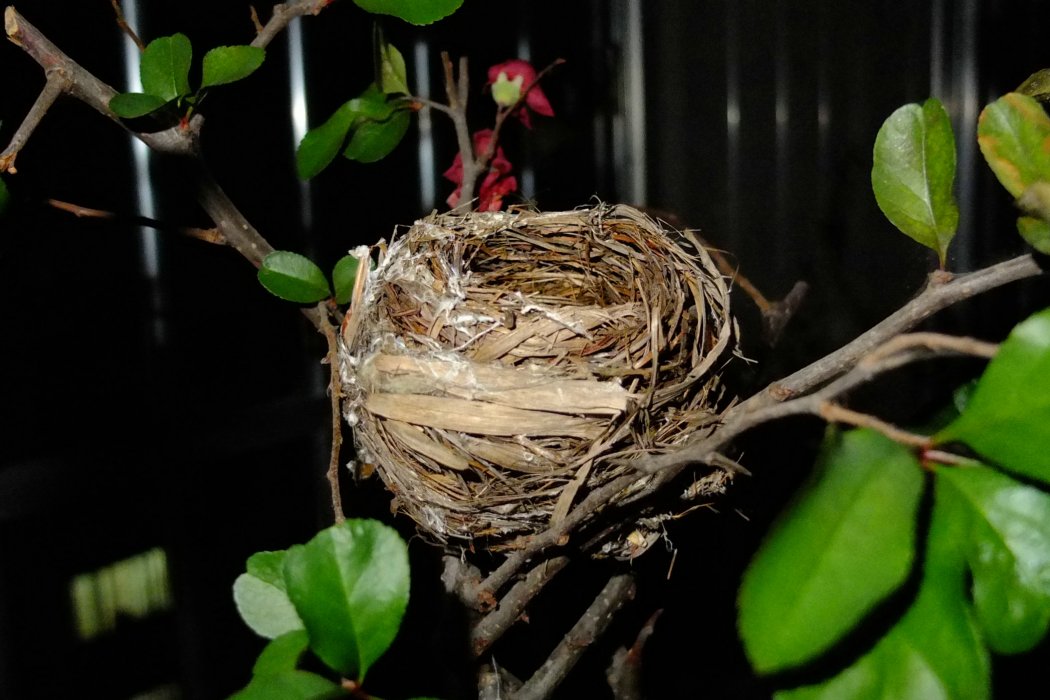 鳥窩(鳥的巢穴) 鳥窩(鳥的巢穴)