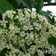 水生花(具觀賞價值的水生草本植物) 水生花(具觀賞價值的水生草本植物)