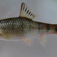 側條厚唇魚 側條厚唇魚