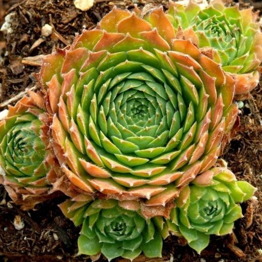 天狼星(景天科長生草屬多肉植物) 天狼星(景天科長生草屬多肉植物)