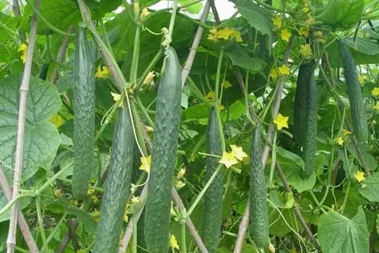 津雜二號(津雜2號) 津雜二號(津雜2號)