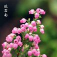 歐石楠 歐石楠
