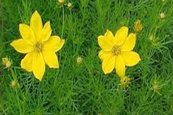 Coreopsis verticillata \x27Grandiflora\x27 Coreopsis verticillata \x27Grandiflora\x27