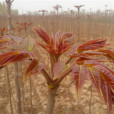 紅油香椿 紅油香椿