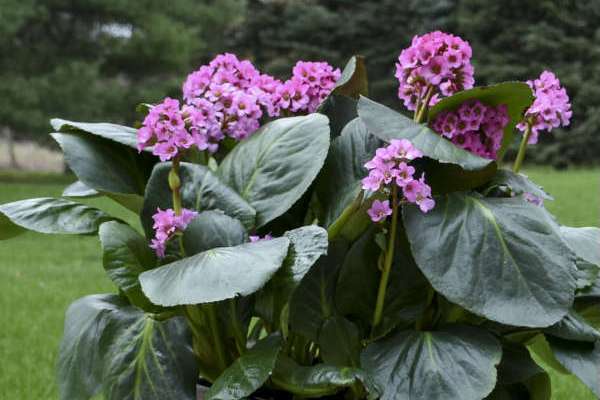 Bergenia cordifolia \x27Miss Piggy\x27