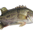 鱖魚(中藥) 鱖魚(中藥)