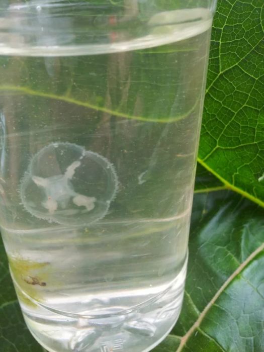 內陸水母 內陸水母