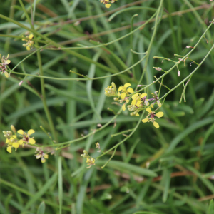 Sinapidendron angustifolium