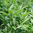 憂遁草 憂遁草