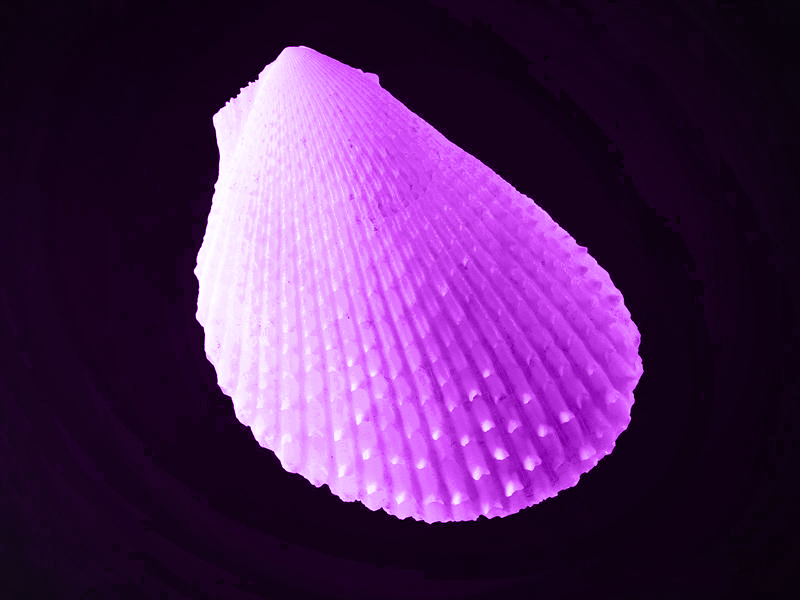 紫貝殼(天然紫貝殼)
