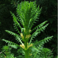 四方盒子草(狼頭草) 四方盒子草(狼頭草)