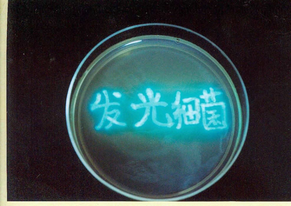 發光細菌(發光菌)