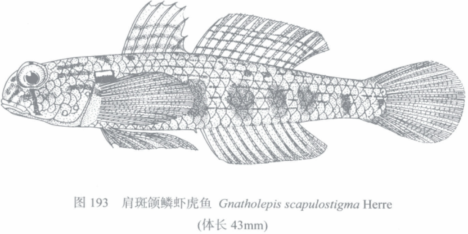 肩斑頜鱗蝦虎魚