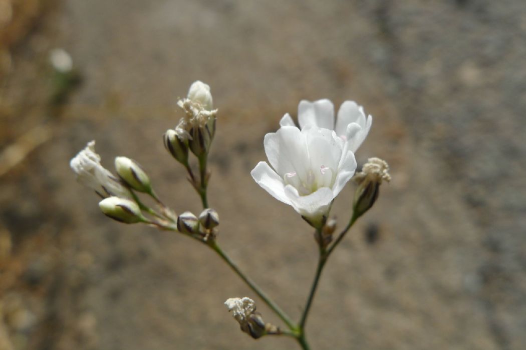 北絲石竹(中藥材) 北絲石竹(中藥材)