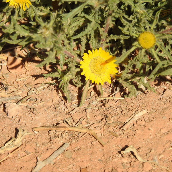 Asteriscus graveolens