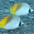 絲蝴蝶魚 絲蝴蝶魚