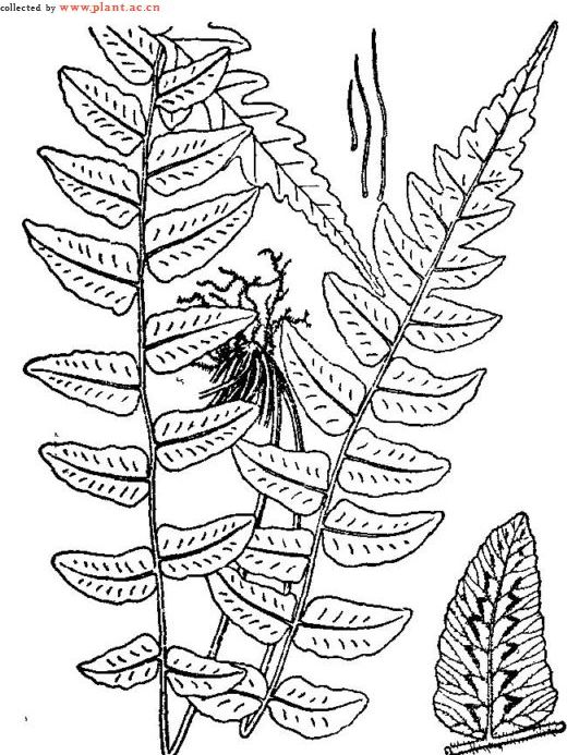 屏邊溪邊蕨 屏邊溪邊蕨