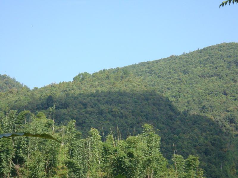 芒回大寨自然村-經濟林
