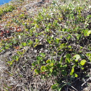 Ceanothus gloriosus