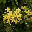 黃花龍船花