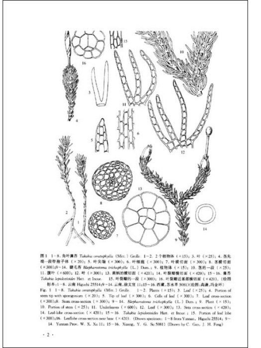 隱蒴苔科 隱蒴苔科