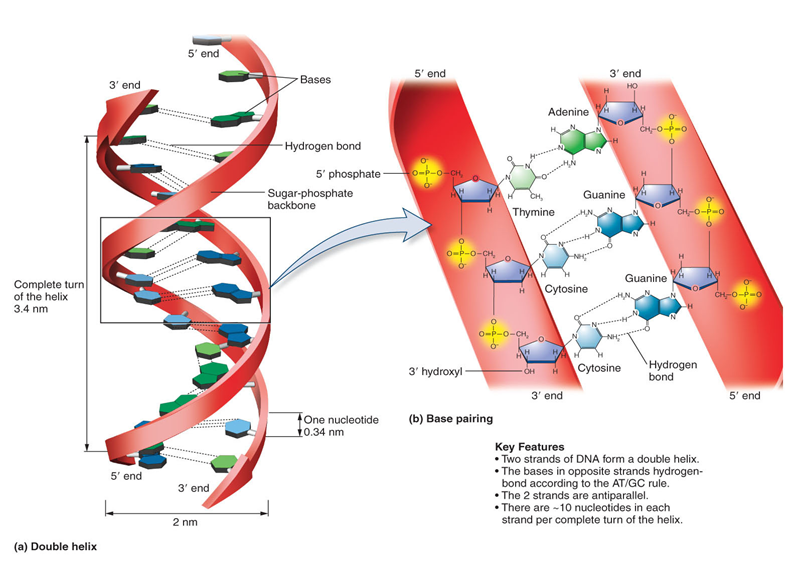 DNA二級結構