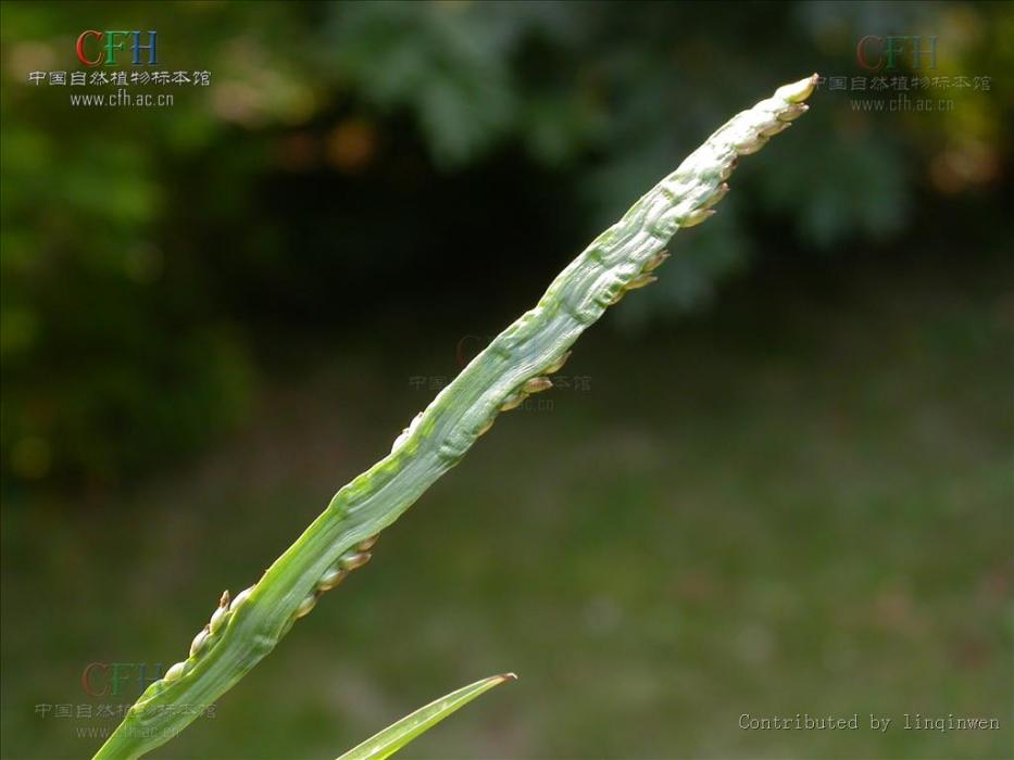 鈍葉草屬 鈍葉草屬