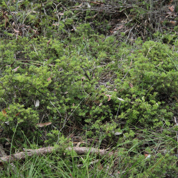 Acrotriche aggregata