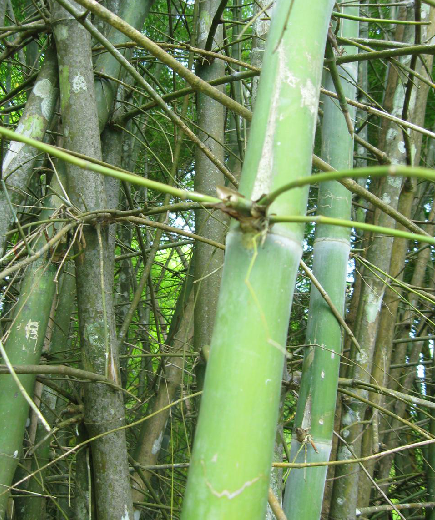 簕竹(禾本科植物)