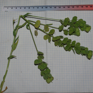 Biscutella brevicalcarata