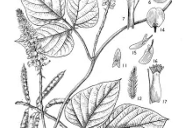 密花葛 密花葛