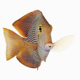 印度齒口魚 印度齒口魚