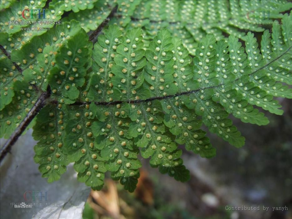 毛蕨屬 毛蕨屬