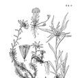 小葉火絨草 小葉火絨草