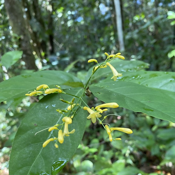 Odontonema hondurense