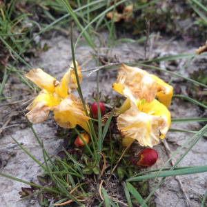 Silviella serpyllifolia