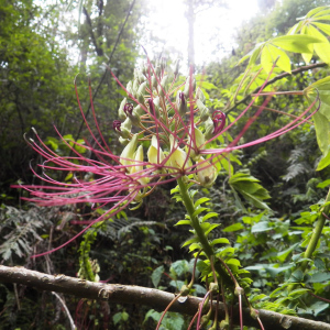 Cleome magnifica