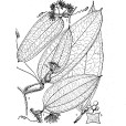 密刺菝葜 密刺菝葜