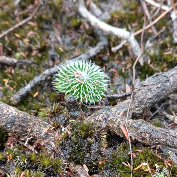 Stylidium soboliferum