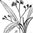 全光菊(植物) 全光菊(植物)