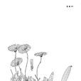 橫斜紫菀 橫斜紫菀